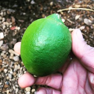 foretfarm-organic-lemon