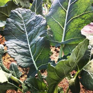 foretfarm-organic-kale